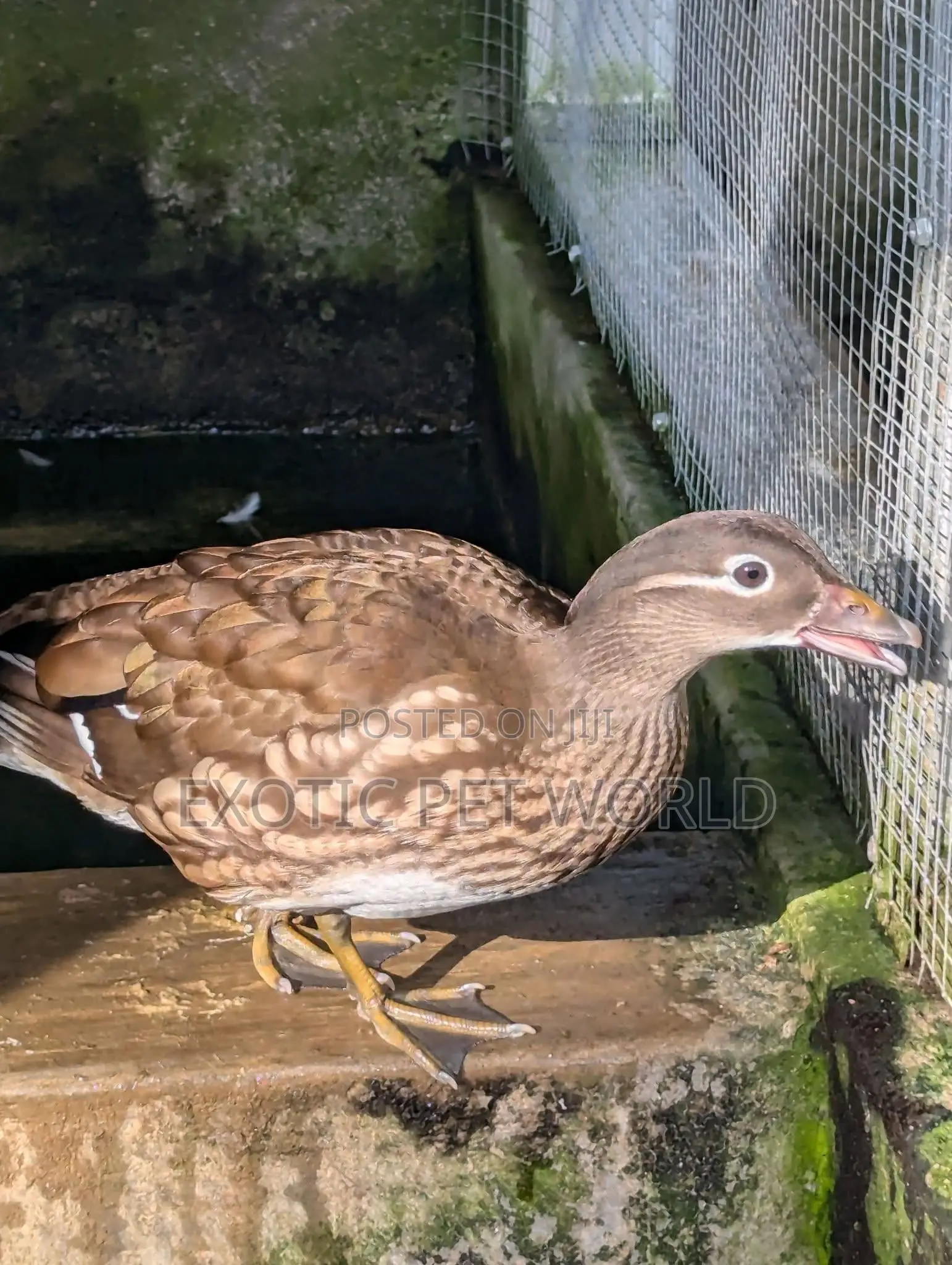 Mandarin Ducks
