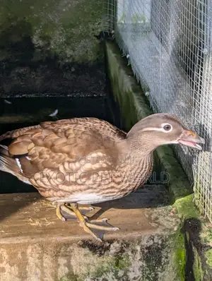 Mandarin Ducks