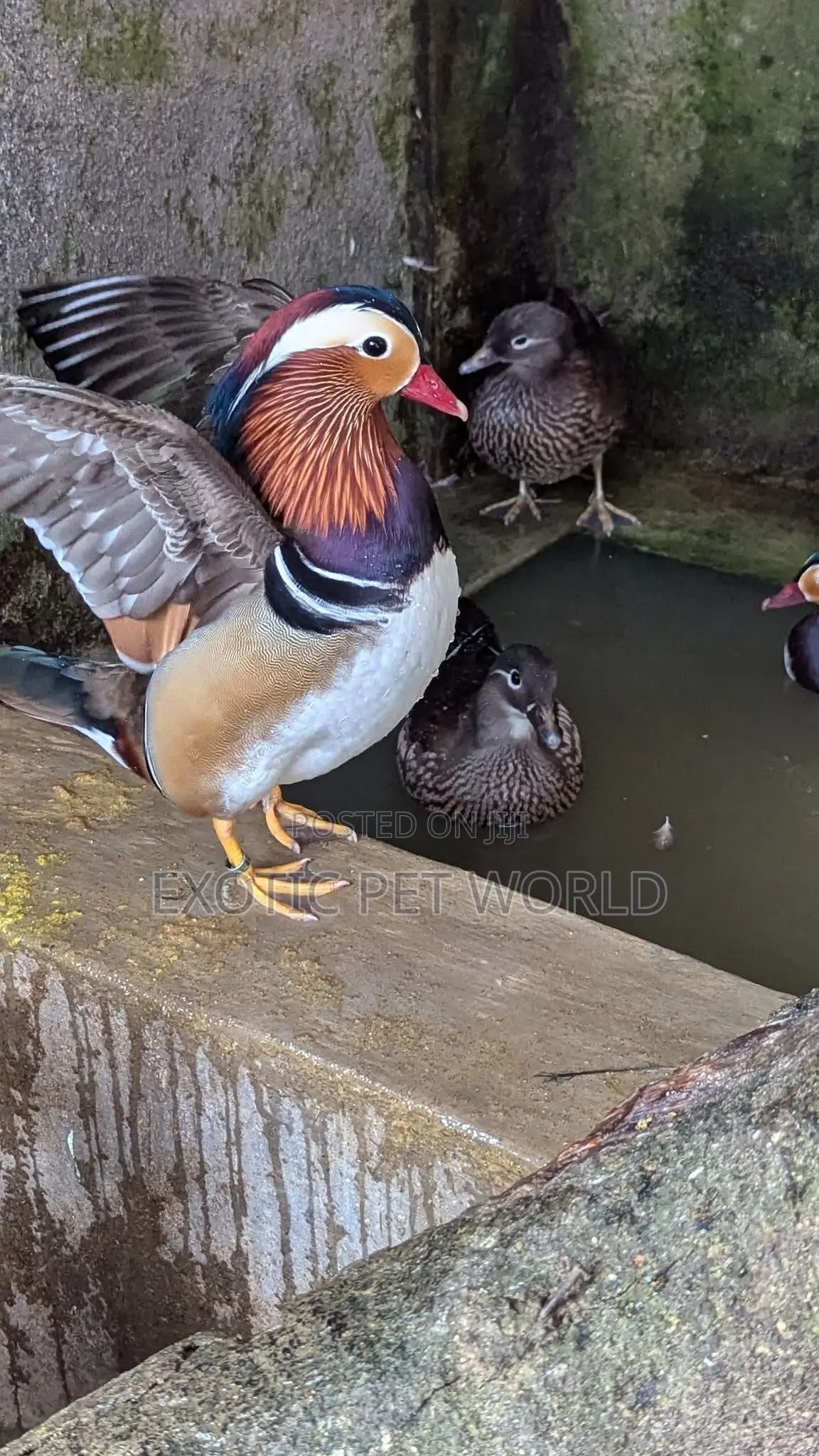 Mandarin Ducks