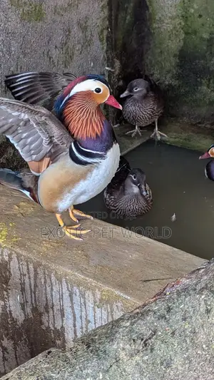 Mandarin Ducks
