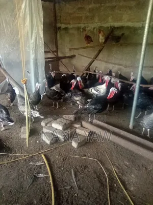 Turkey Birds