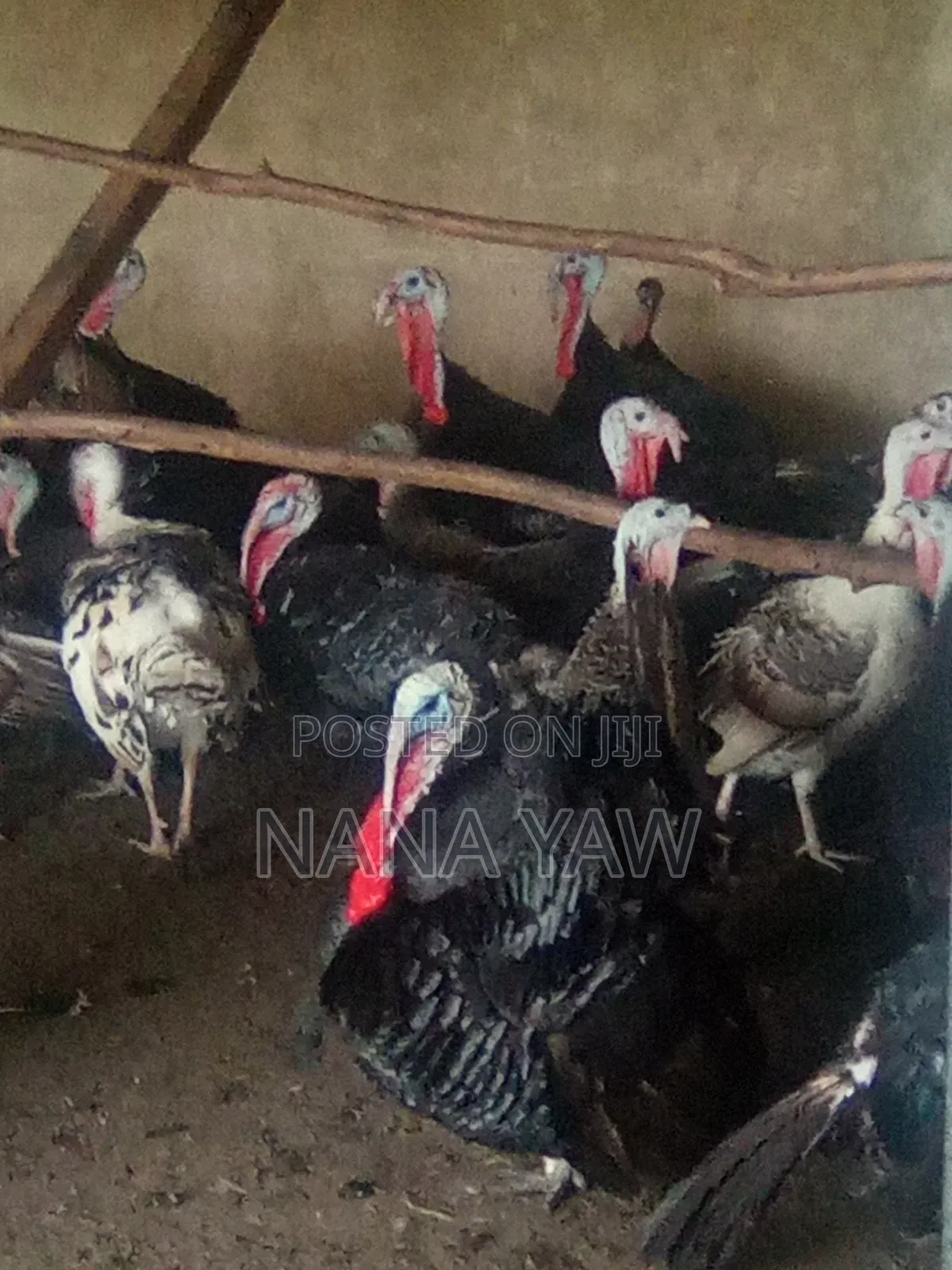 Turkey Birds