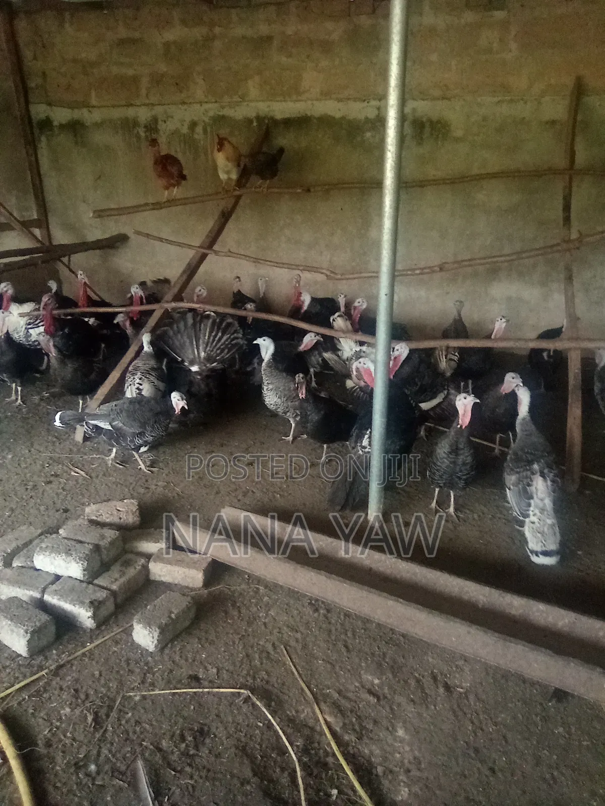 Turkey Birds
