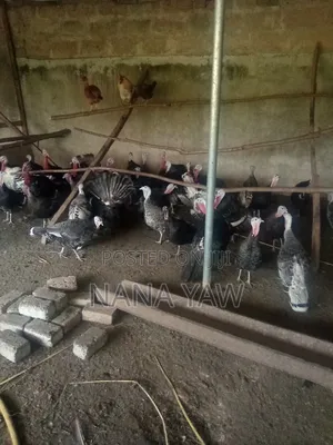 Turkey Birds