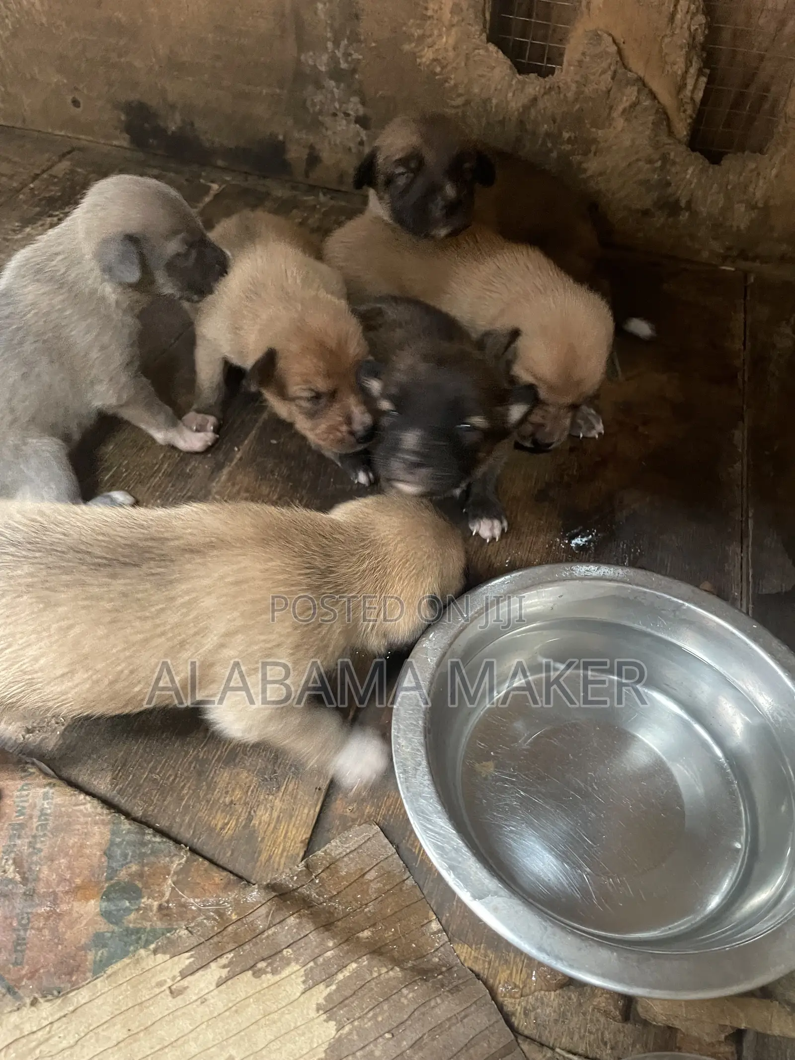 0-1 month Female Purebred Dog