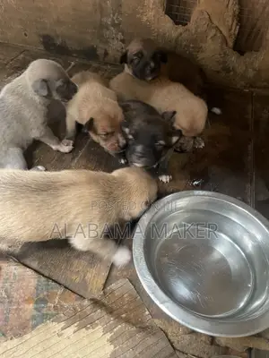 0-1 month Female Purebred Dog
