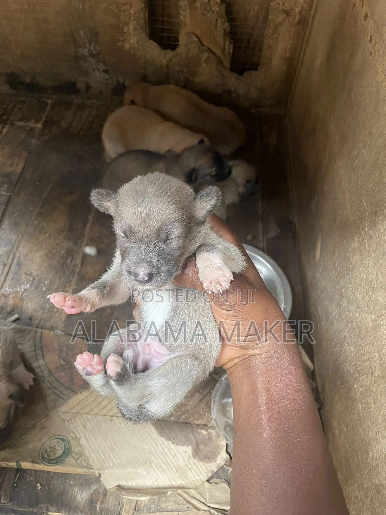 0-1 month Female Purebred Dog