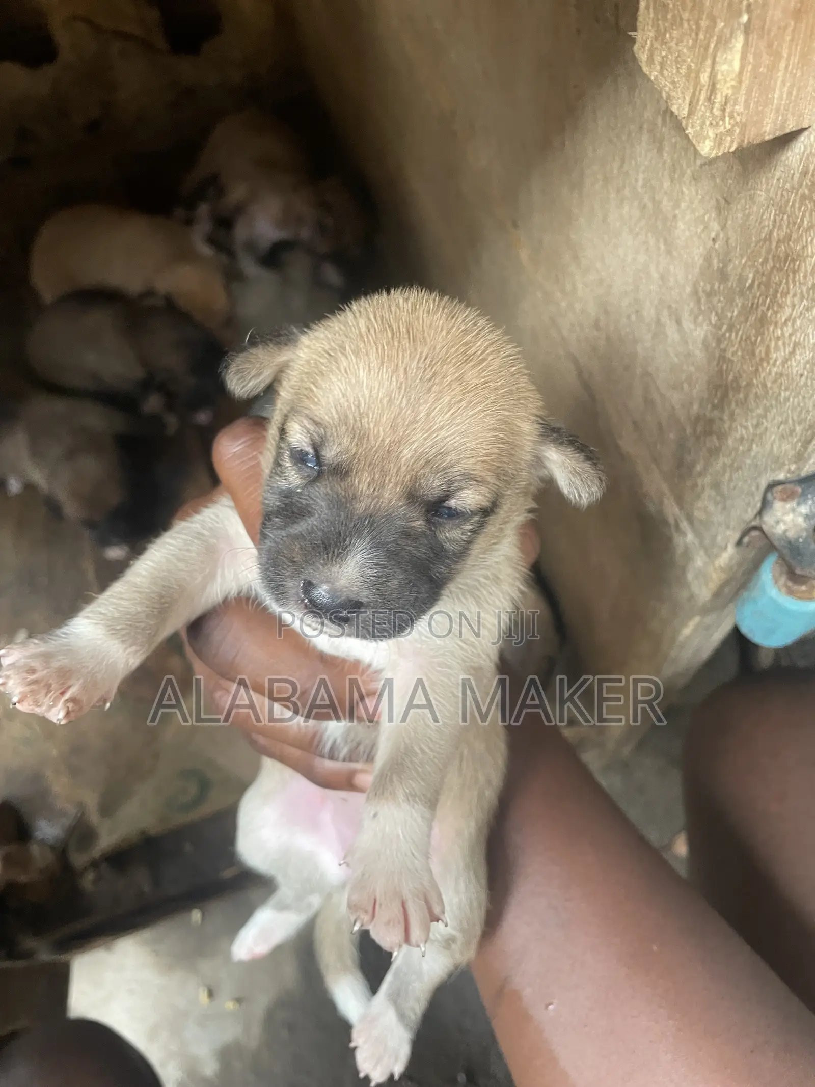 0-1 month Female Purebred Dog