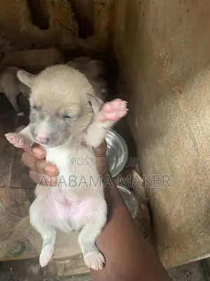 0-1 month Female Purebred Dog