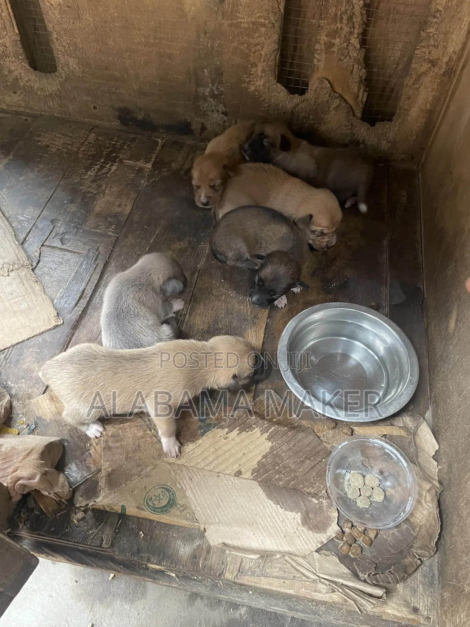 0-1 month Female Purebred Dog