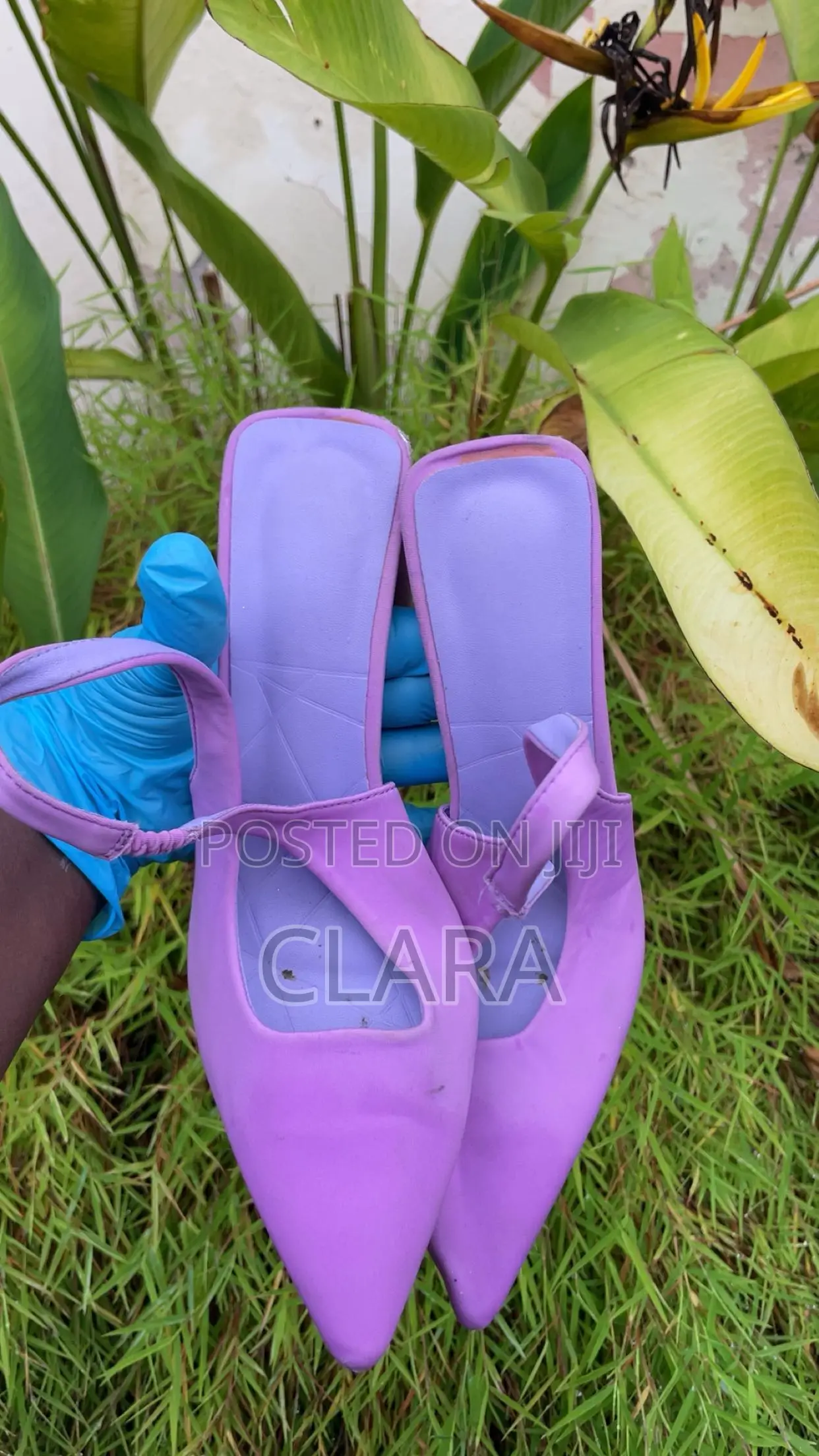 Violet Shoe