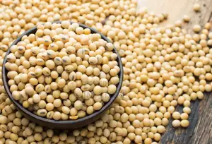 100kg Premium Soya Beans for Sale