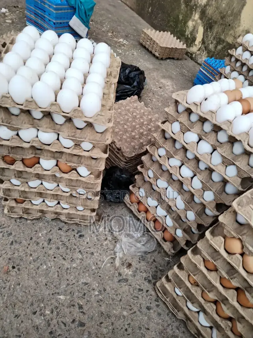 Eggs Bank Supplyer