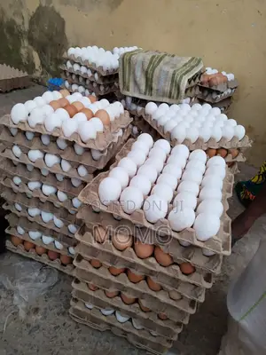 Eggs Bank Supplyer