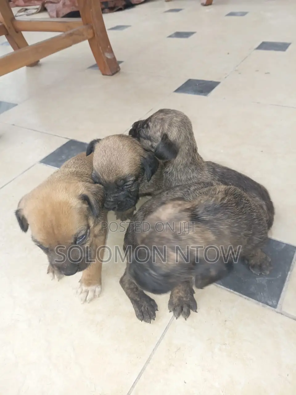 1-3 months Male Purebred Boerboel