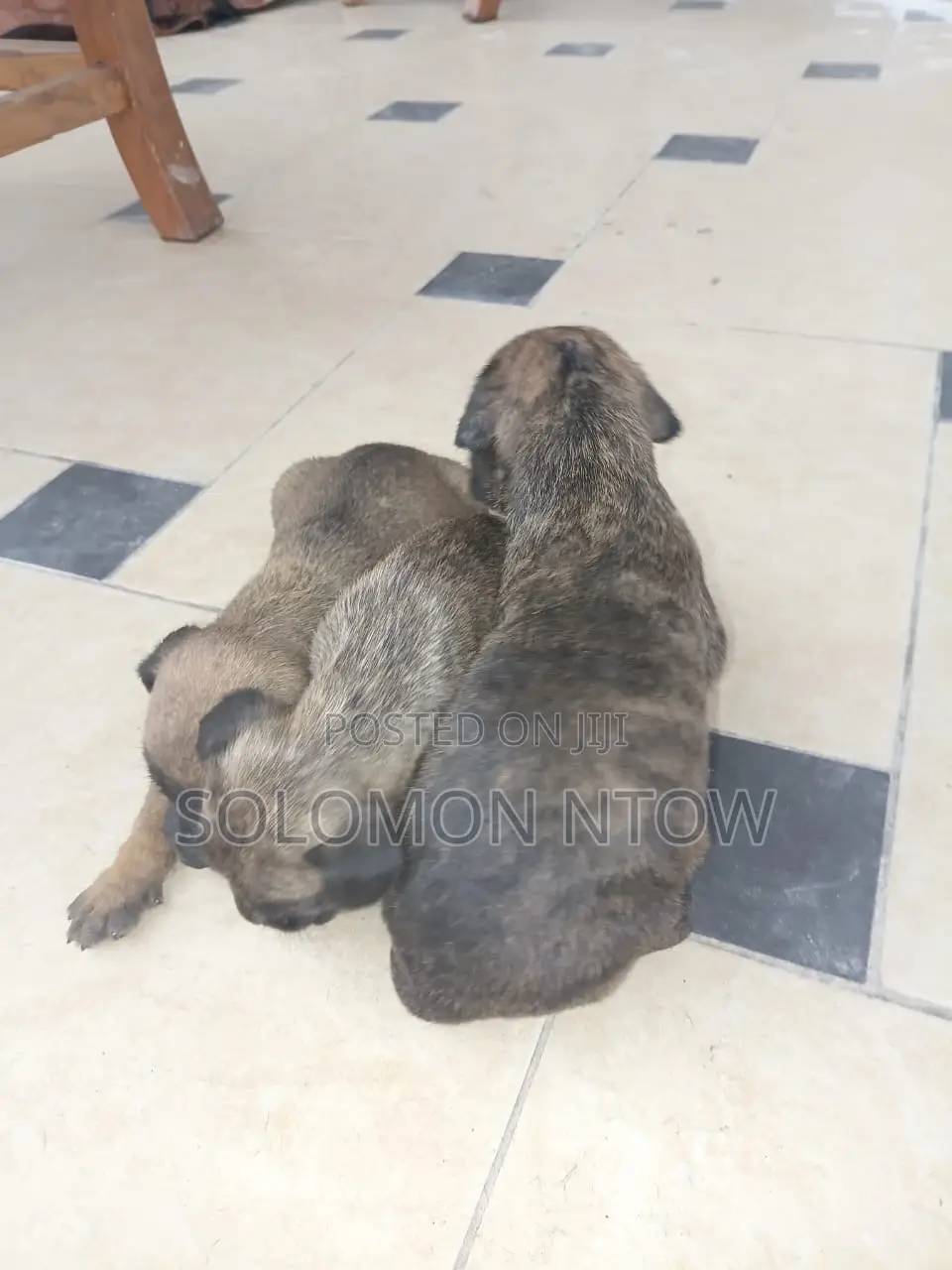 1-3 months Male Purebred Boerboel
