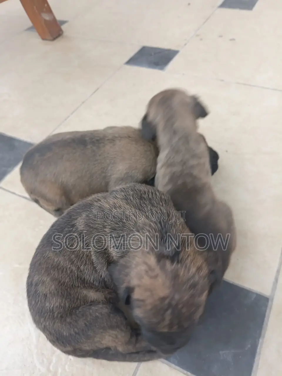 1-3 months Male Purebred Boerboel