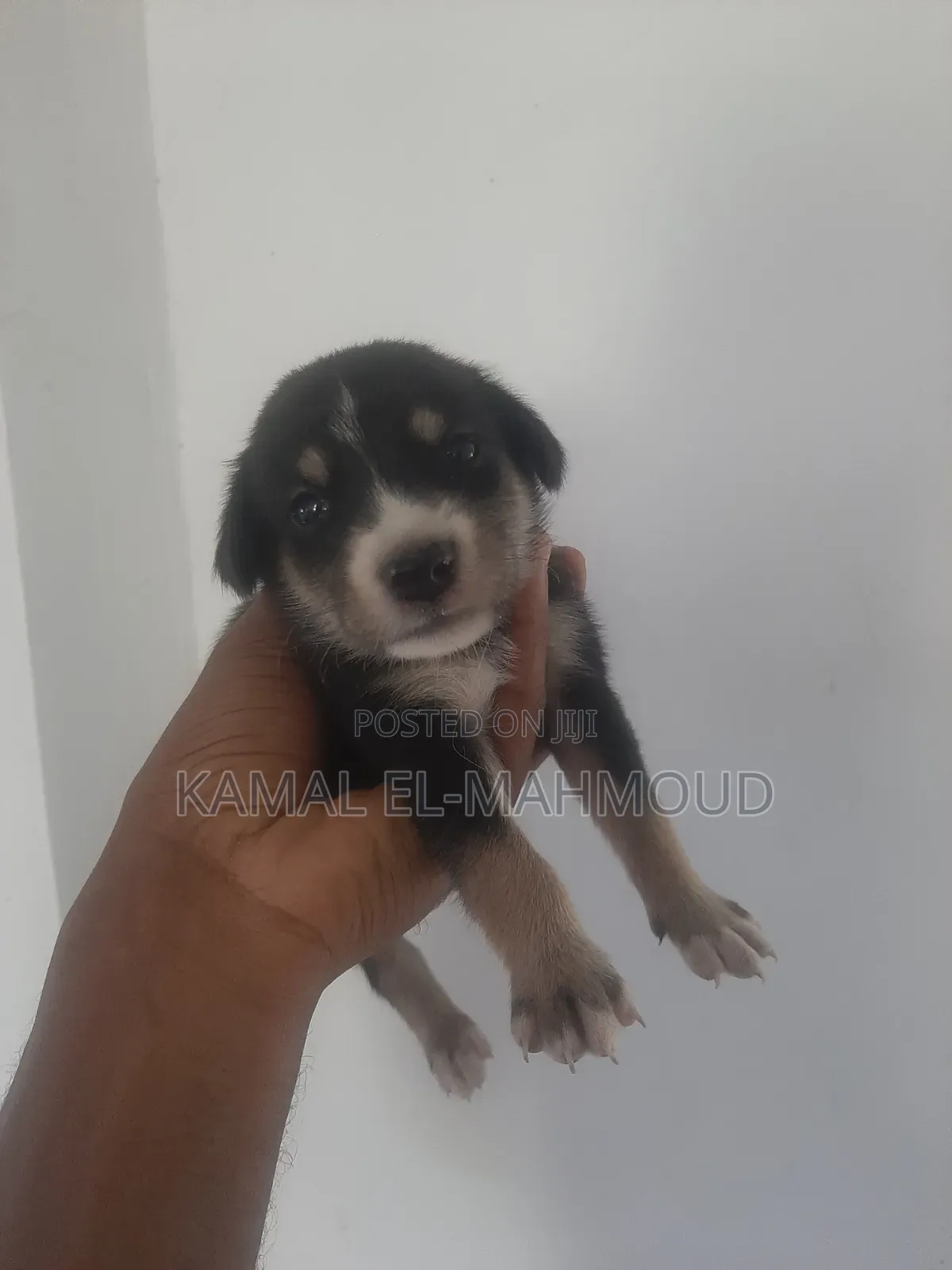 1-3 months Male Mixed Breed Maltese