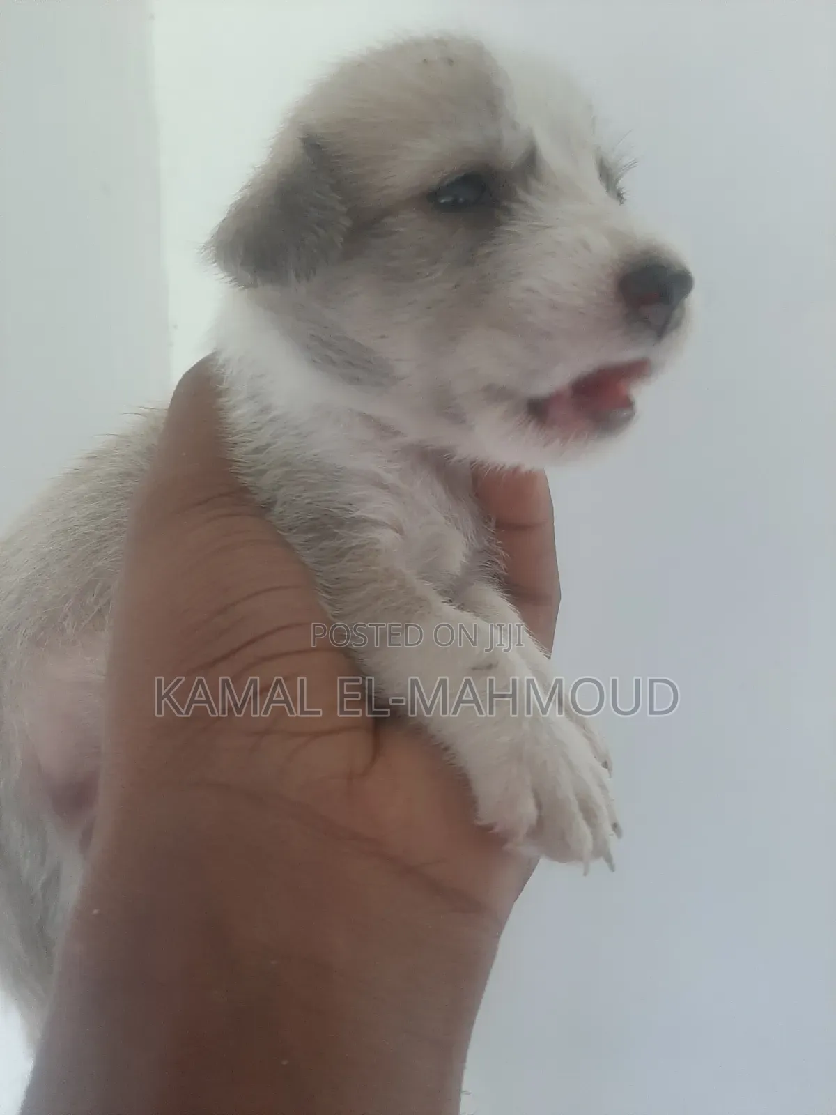 1-3 months Male Mixed Breed Maltese