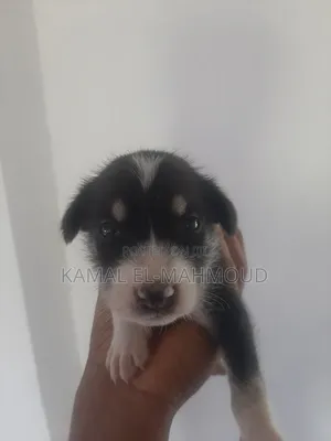 1-3 months Male Mixed Breed Maltese