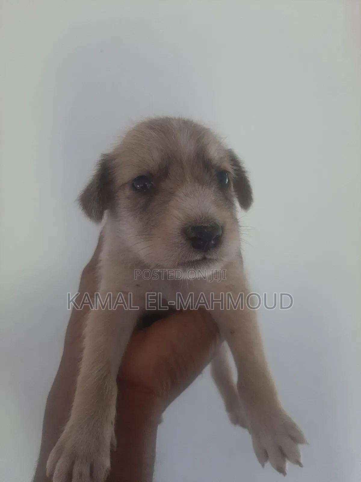 1-3 months Male Mixed Breed Maltese