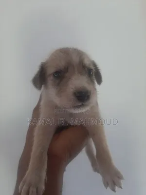 1-3 months Male Mixed Breed Maltese