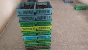 Holland Day Old Chicks