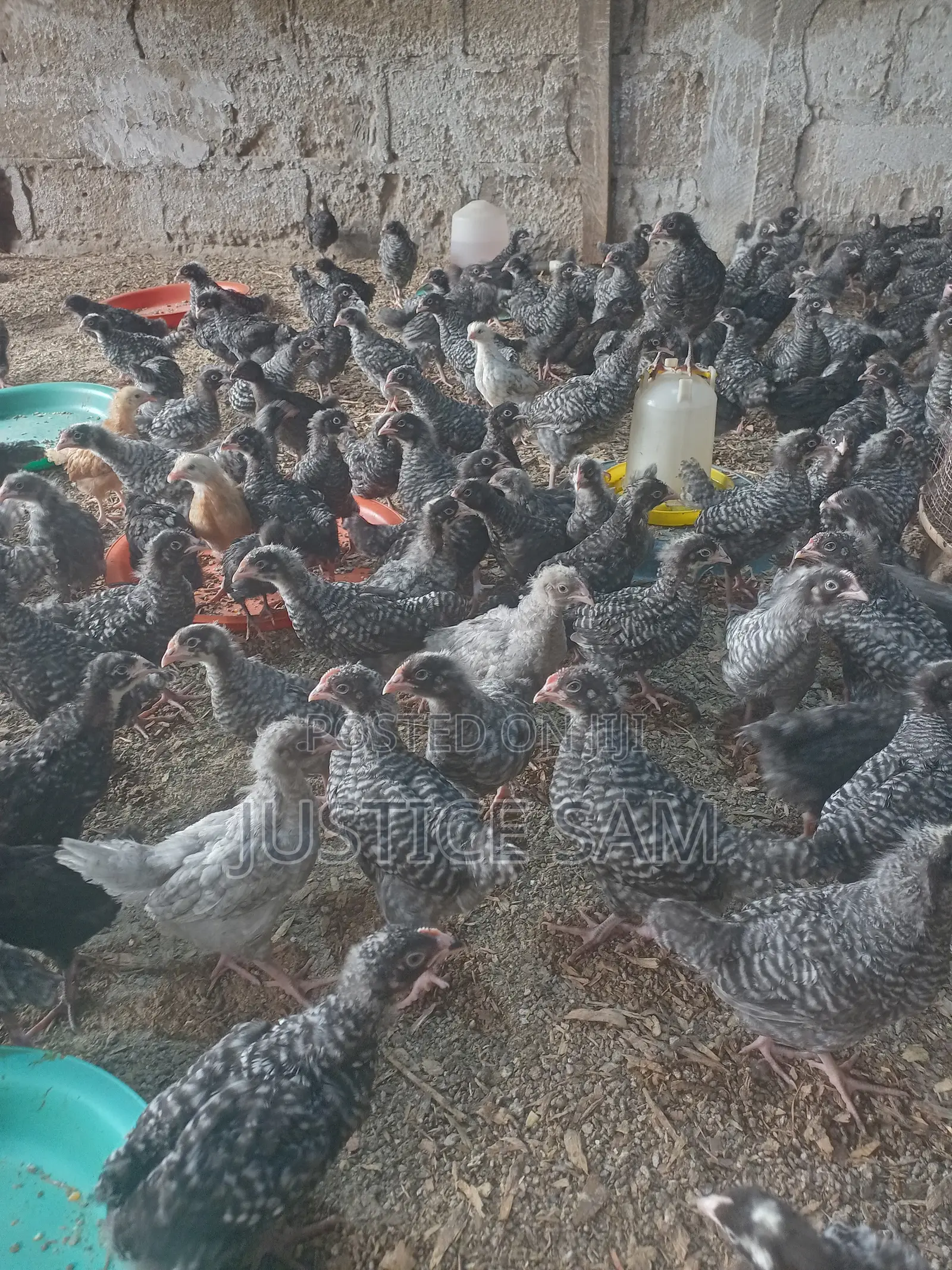 Plymouth Rock
