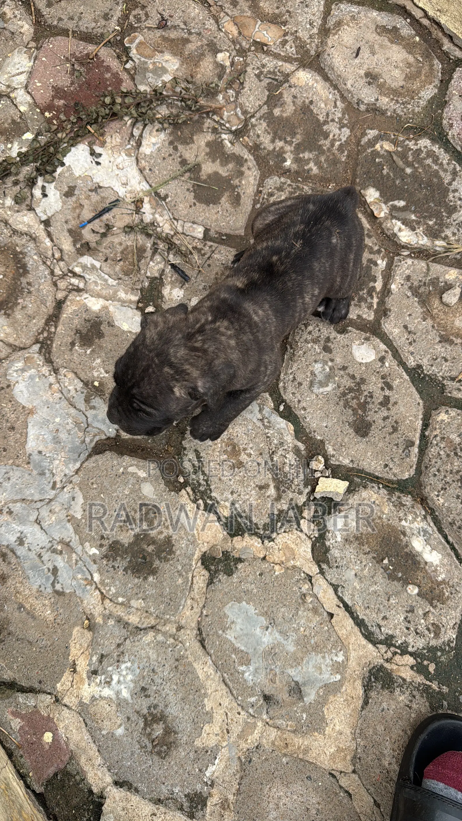 1-3 months Male Purebred Boerboel