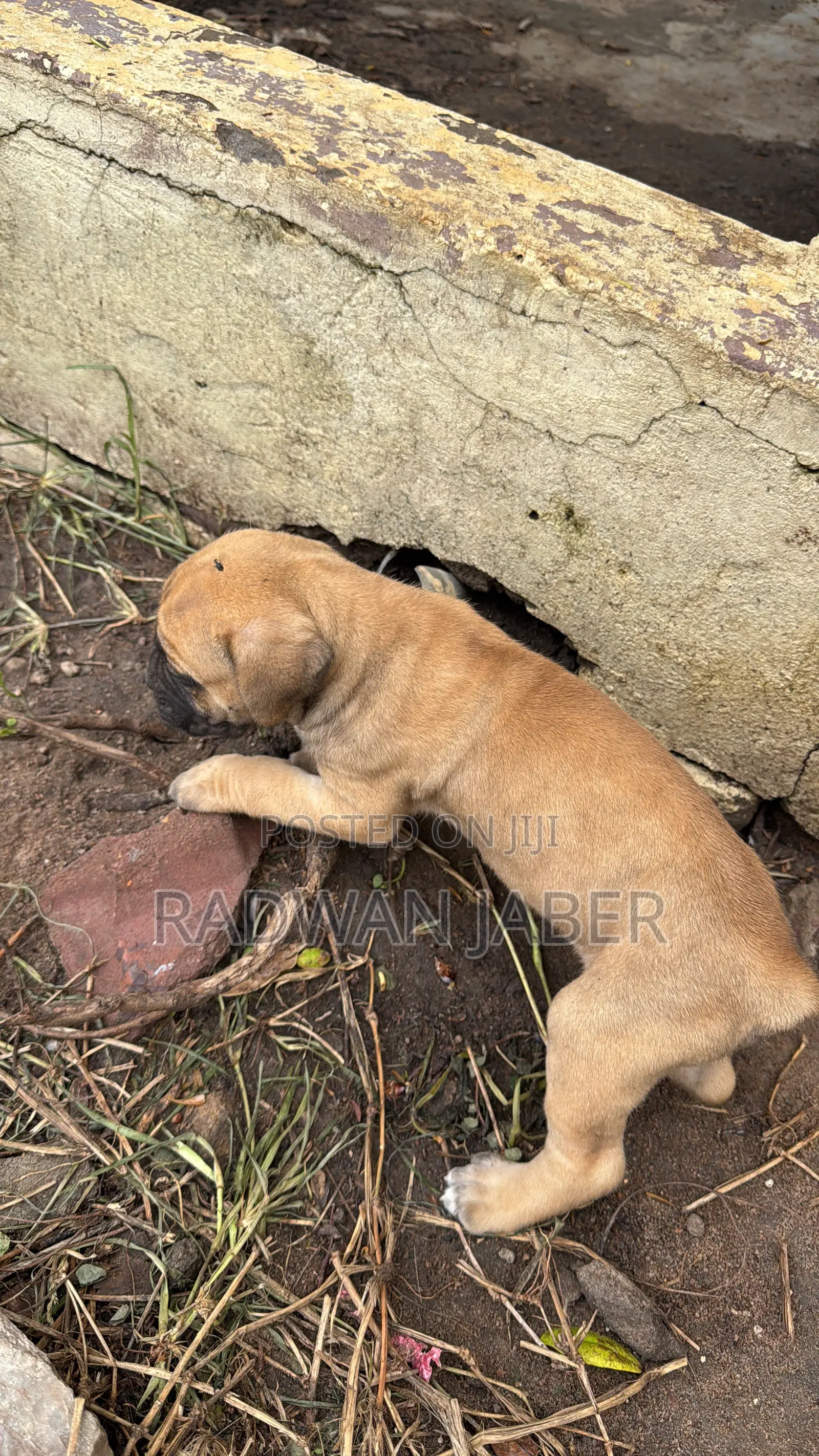 1-3 months Male Purebred Boerboel