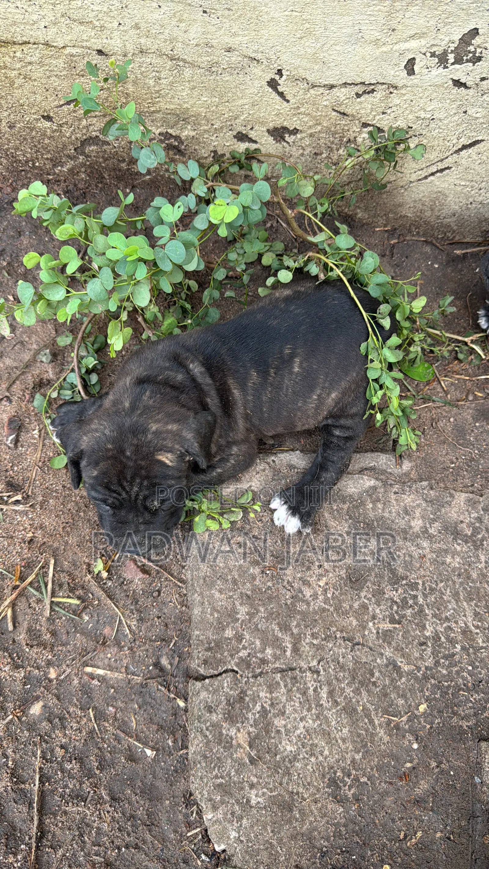1-3 months Male Purebred Boerboel