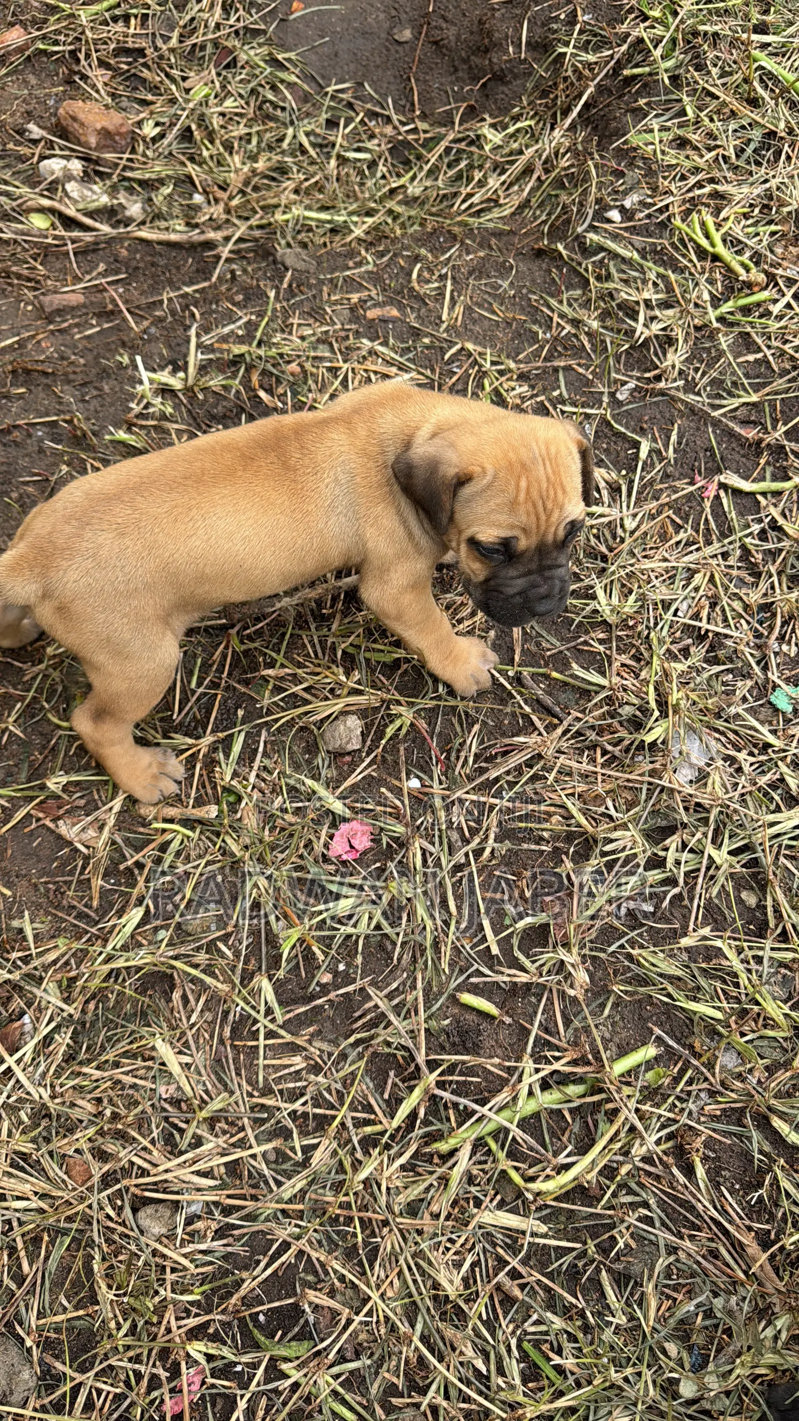 1-3 months Male Purebred Boerboel