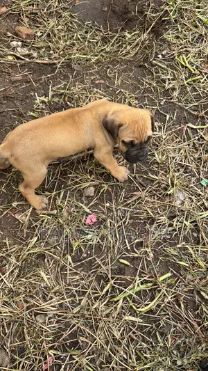 1-3 months Male Purebred Boerboel