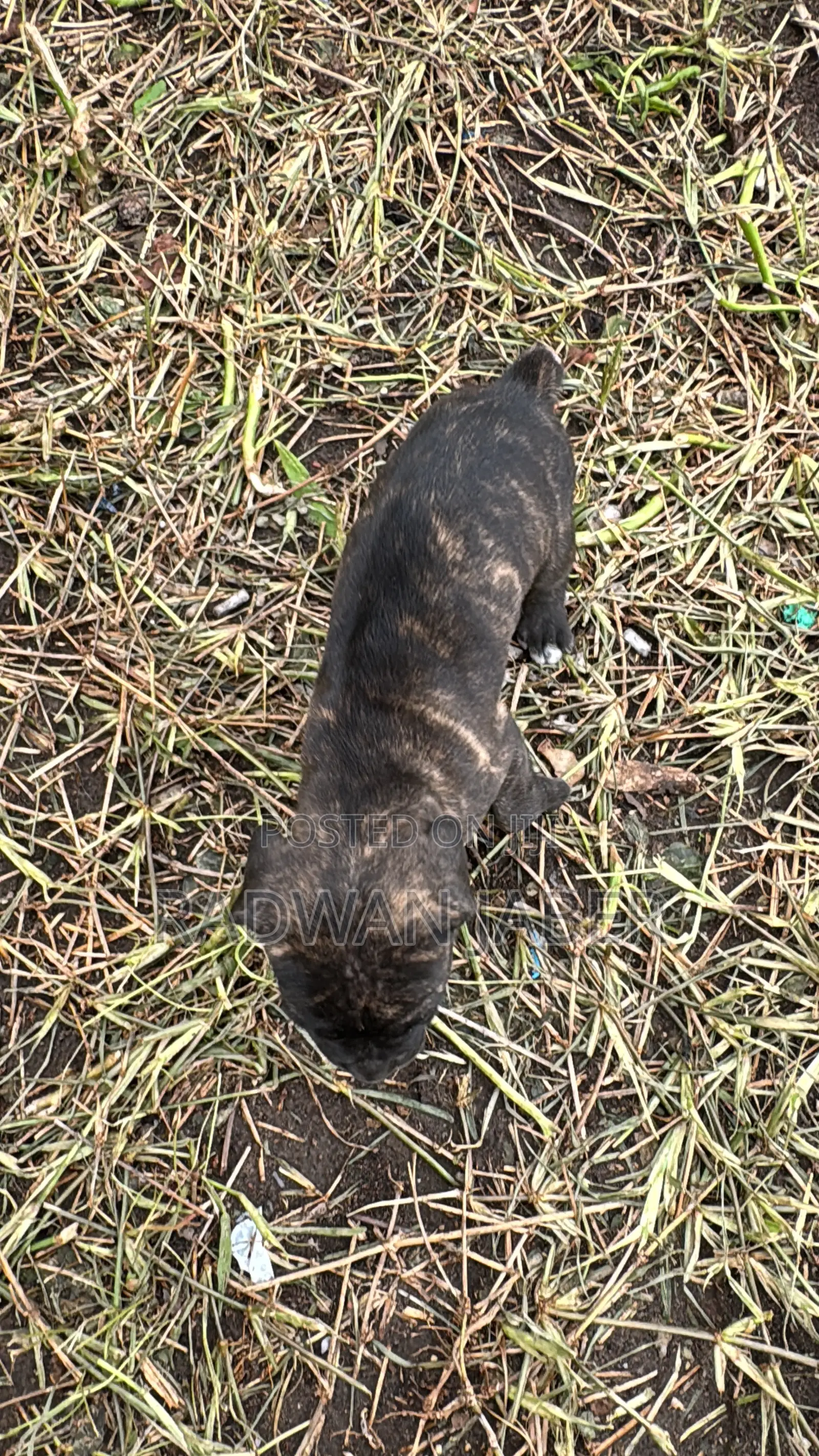 1-3 months Male Purebred Boerboel