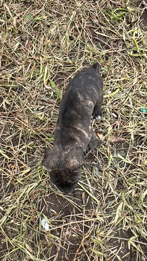 1-3 months Male Purebred Boerboel