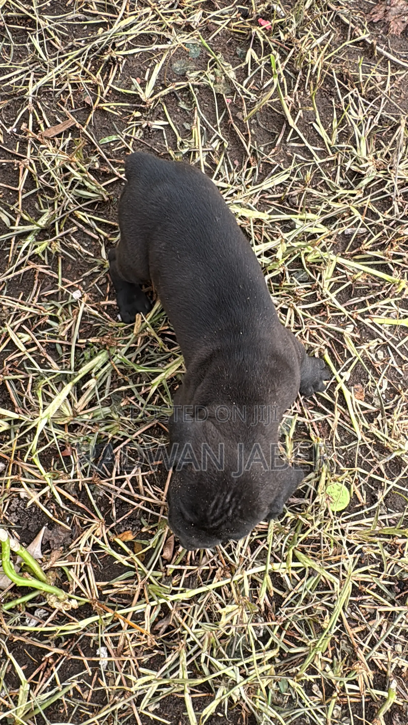 1-3 months Male Purebred Boerboel