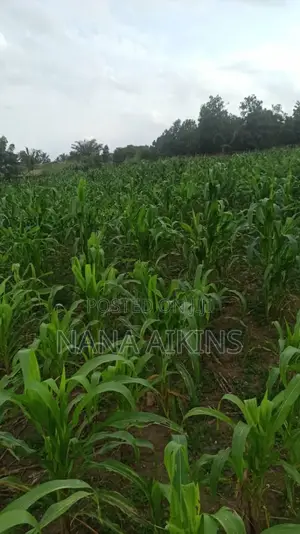 Fenced Land for Sale