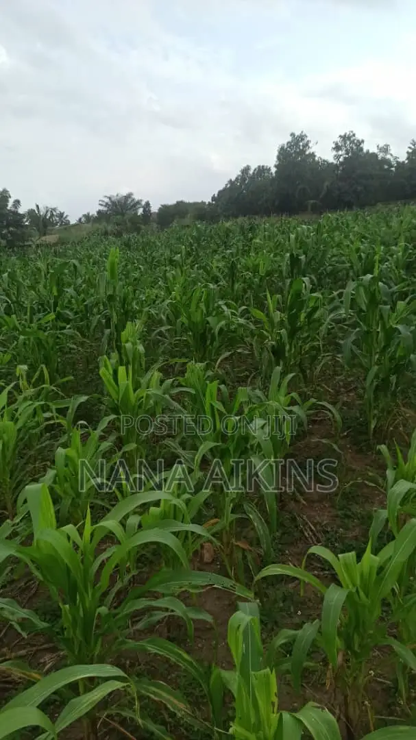Fenced Land for Sale