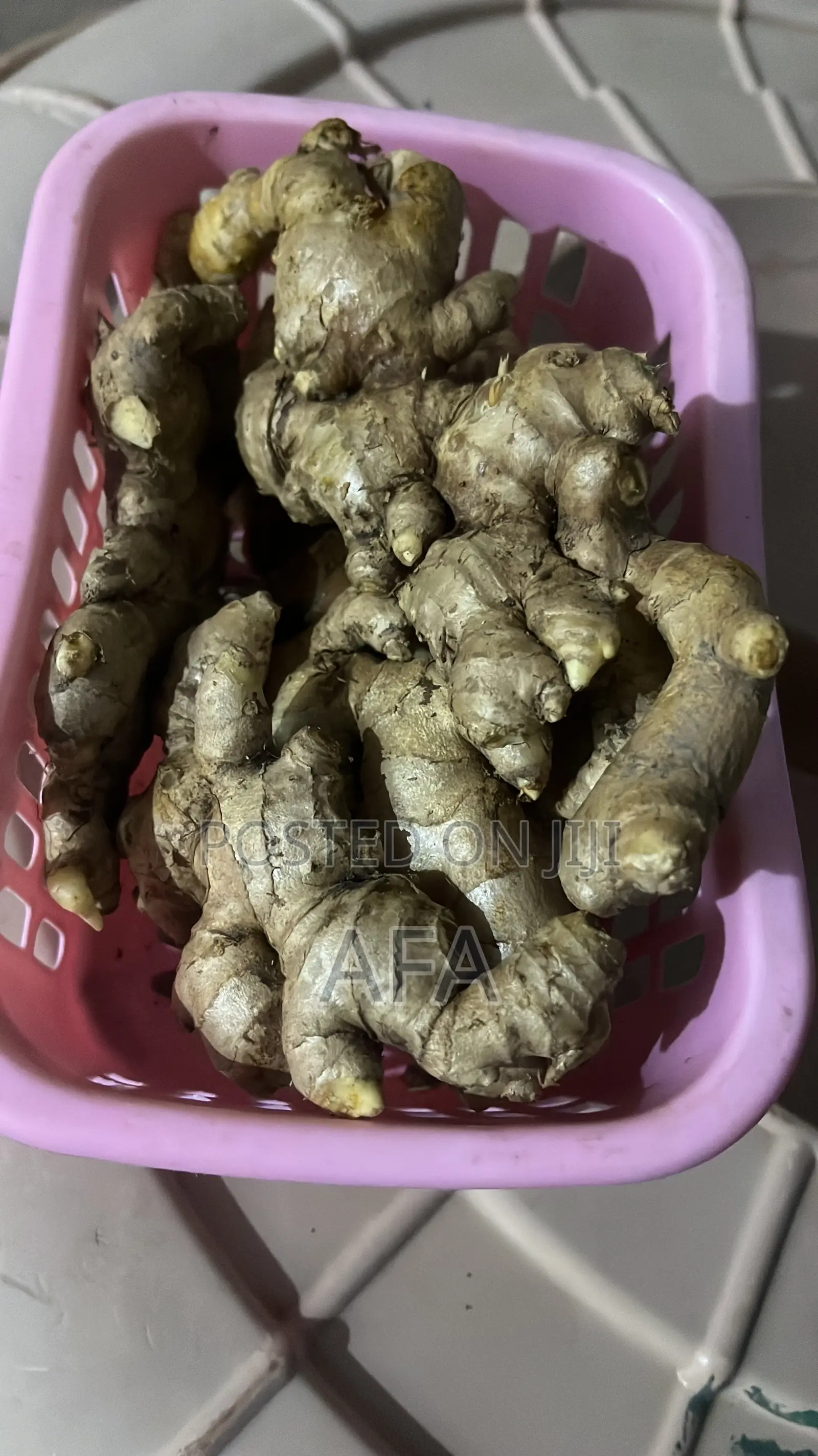 Ginger in GMG Bag