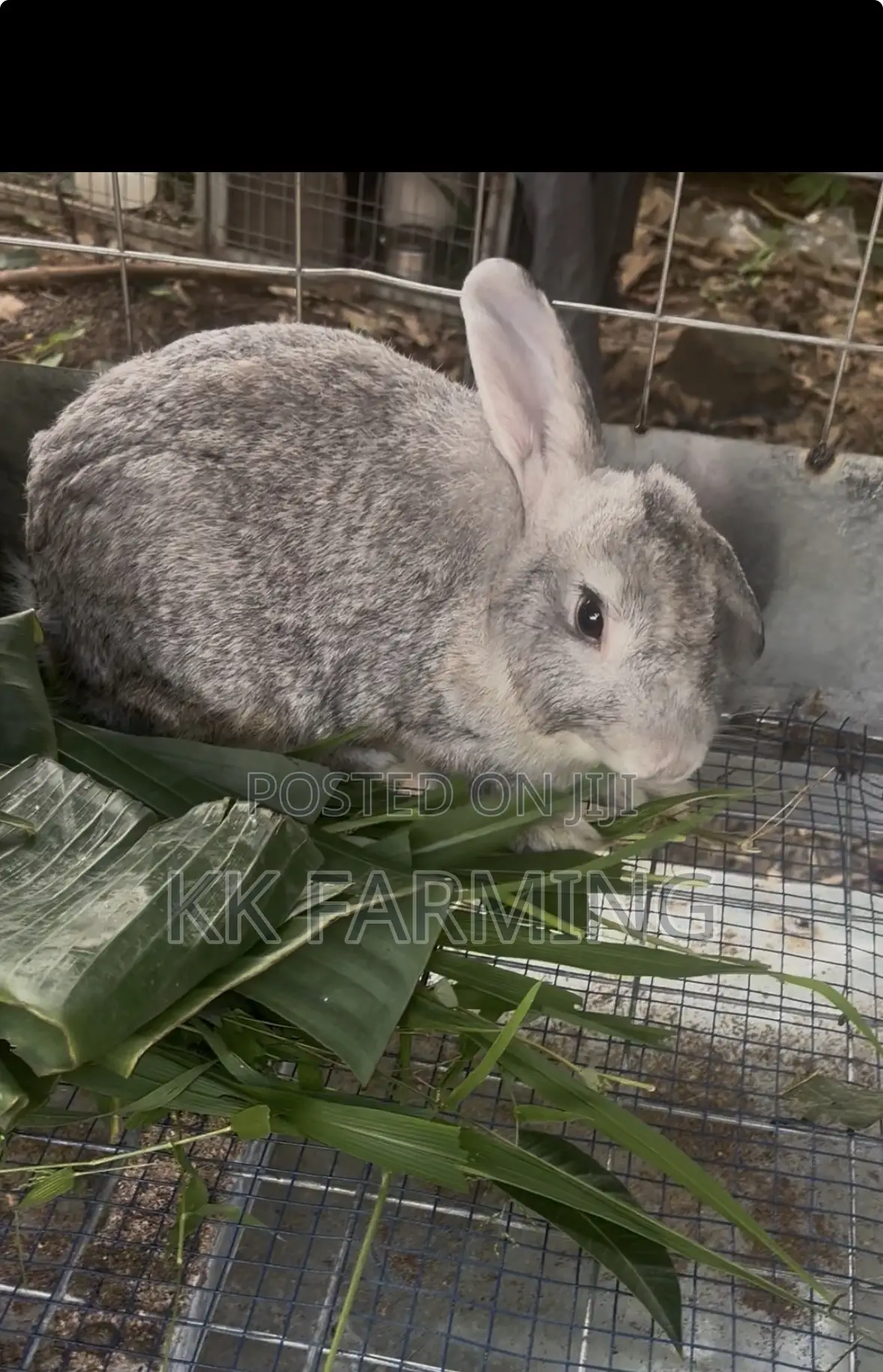 Rabbits for Sale