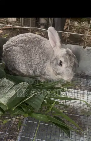 Rabbits for Sale