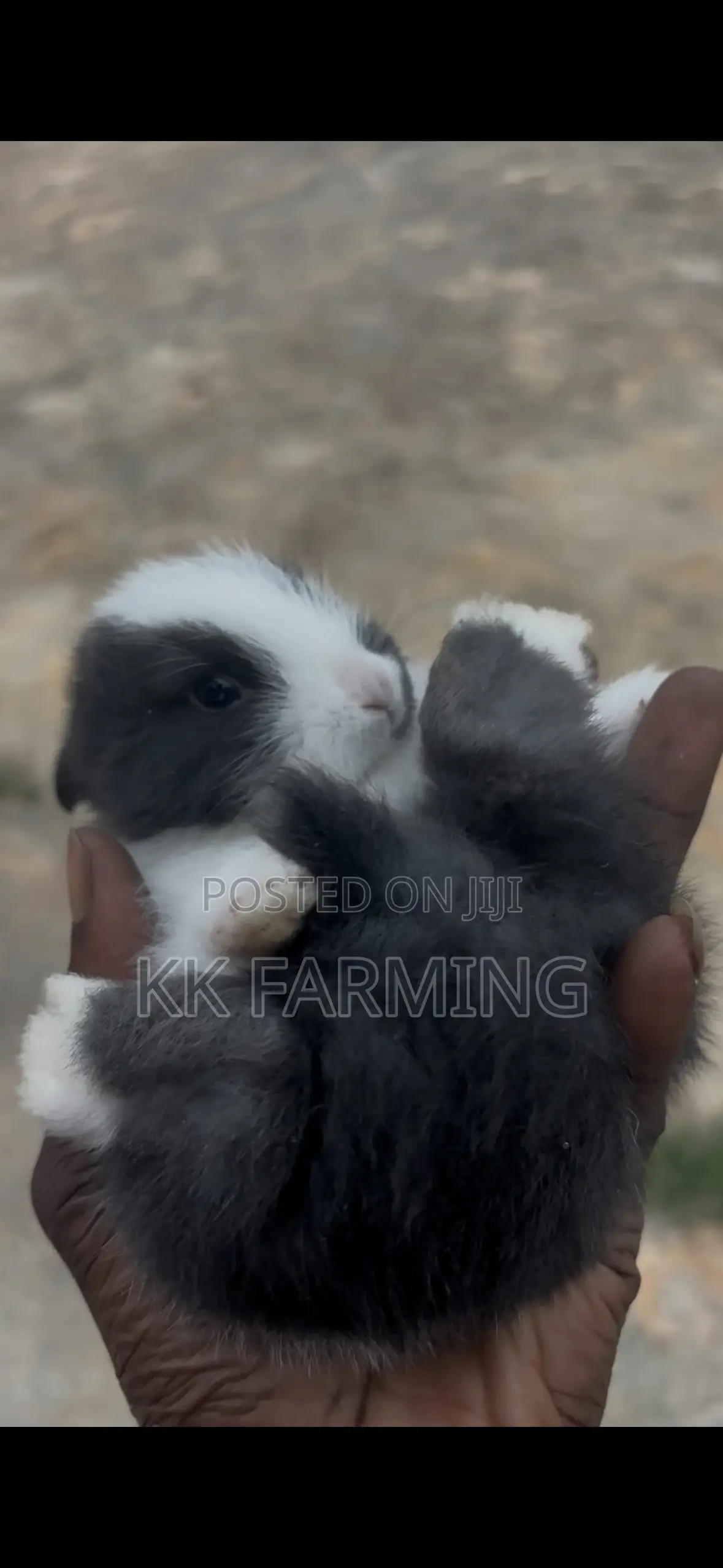 Rabbits for Sale