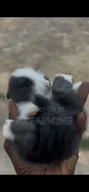 Rabbits for Sale