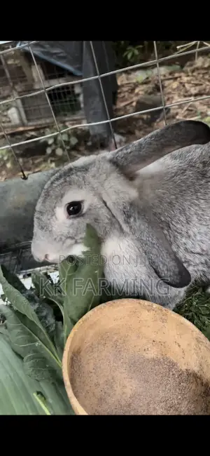 Rabbits for Sale
