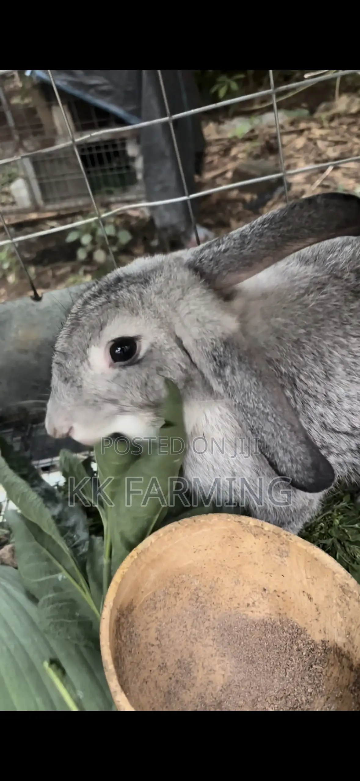 Rabbits for Sale