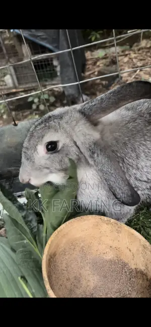 Rabbits for Sale