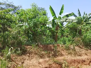 Bono Region, (Chiraa) _ 6 Acres Fertile Farmland