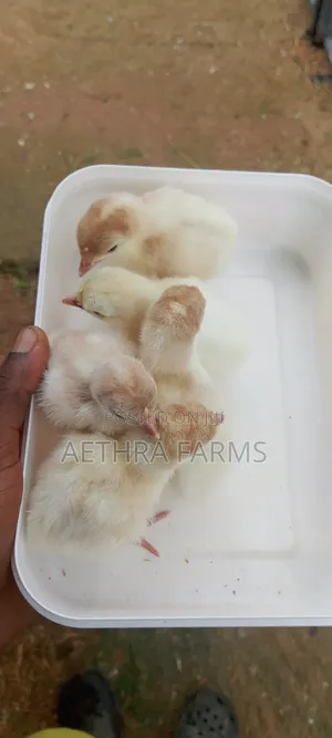 Day Old Chicks