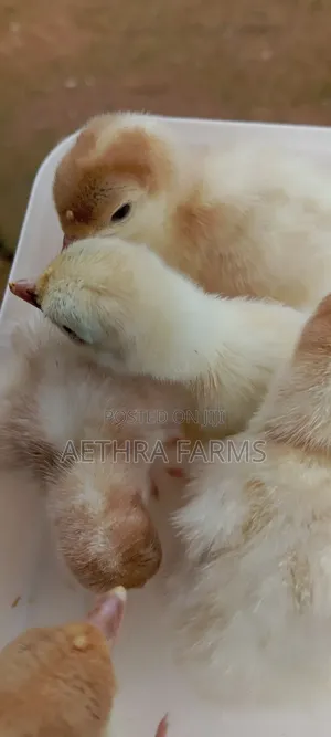 Day Old Chicks