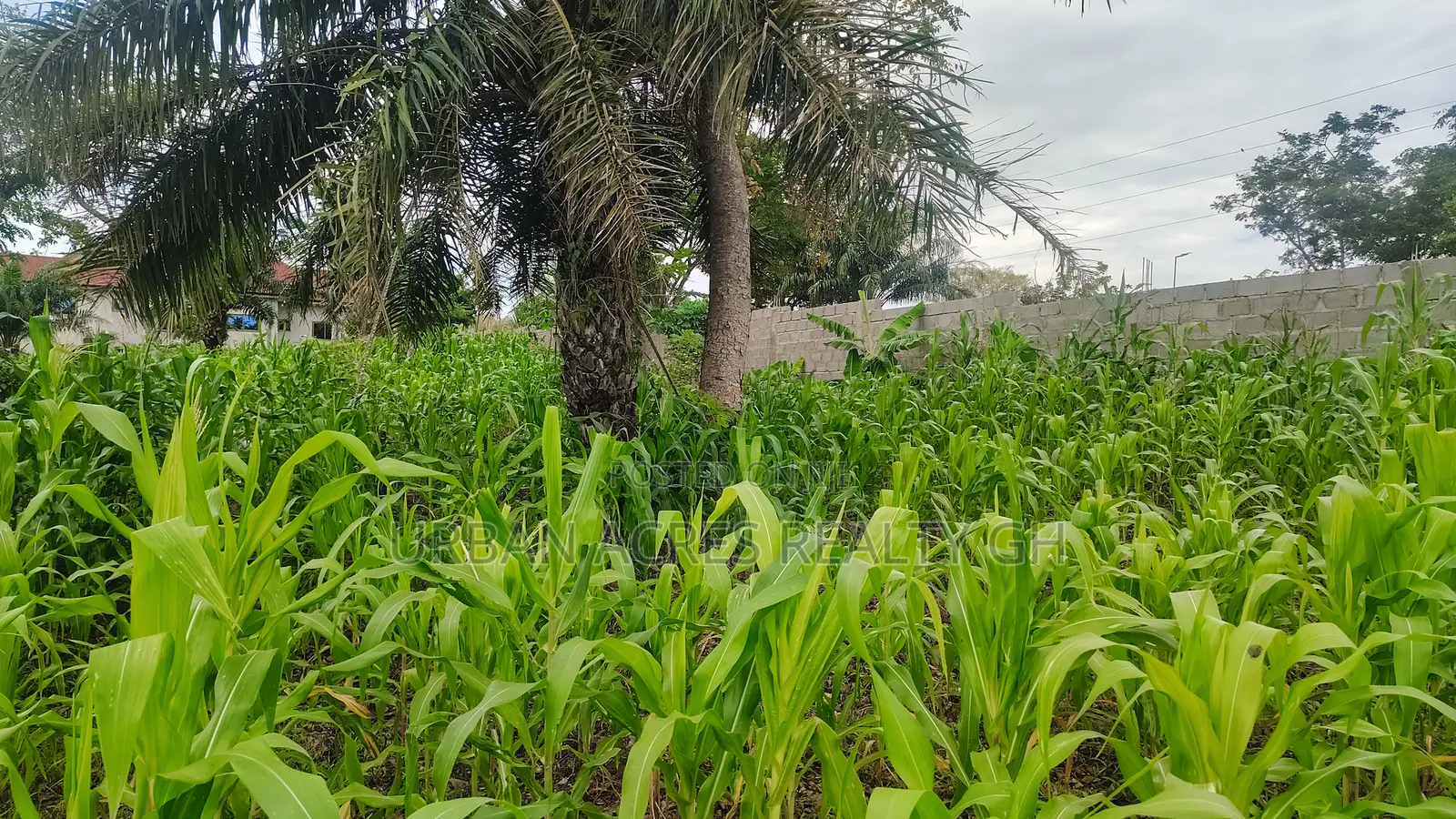 Volta Regn, Ho (Sky Plus Mountain) _ 5 Plots (0.93 Acres) Land